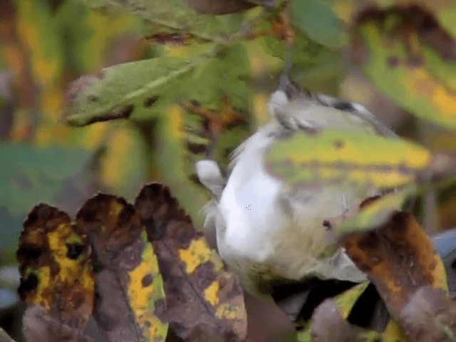 Goldcrest (European) - ML201225131