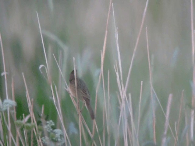 Common Grasshopper Warbler - ML201225141