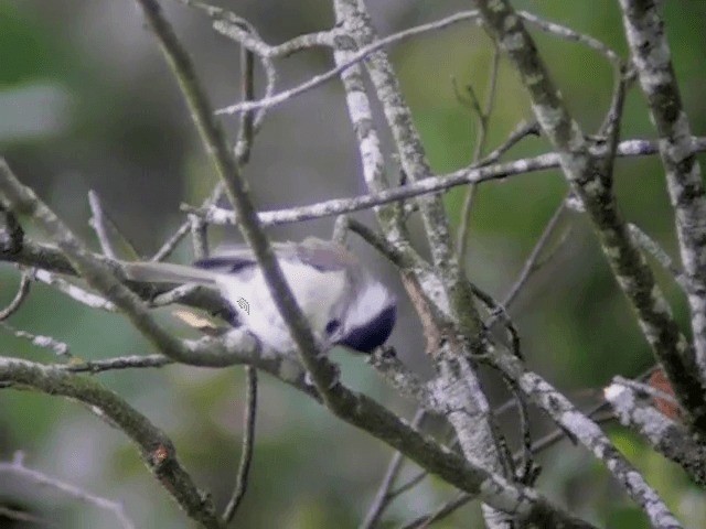 Mésange nonnette - ML201225261