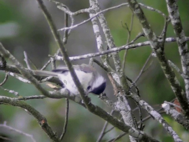 Marsh Tit - ML201225261