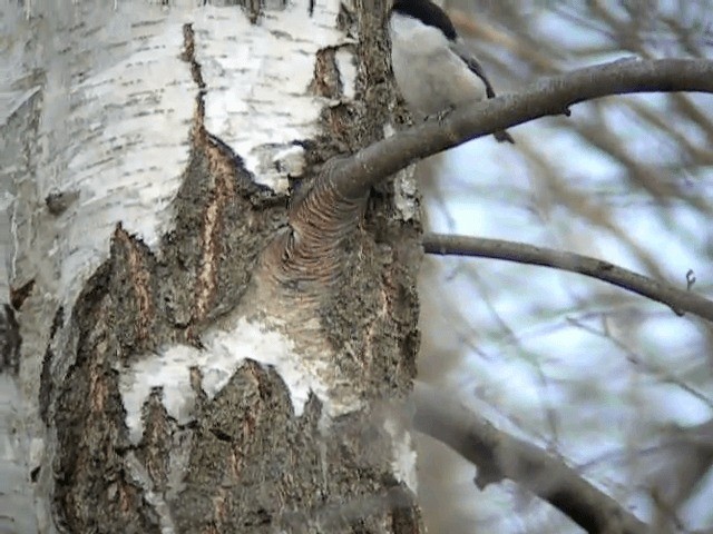 Willow Tit (Willow) - ML201225311