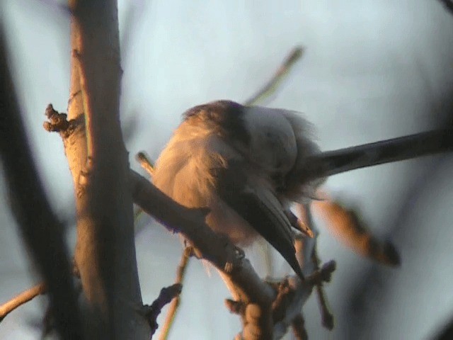 エナガ（亜種 シマエナガ） - eBird