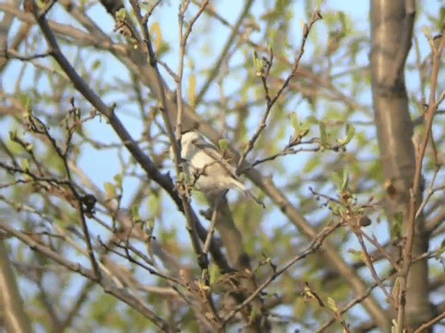 Marsh Tit - ML201225341