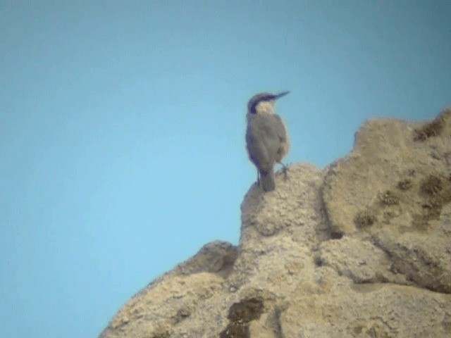 Sittelle de Neumayer - ML201225361