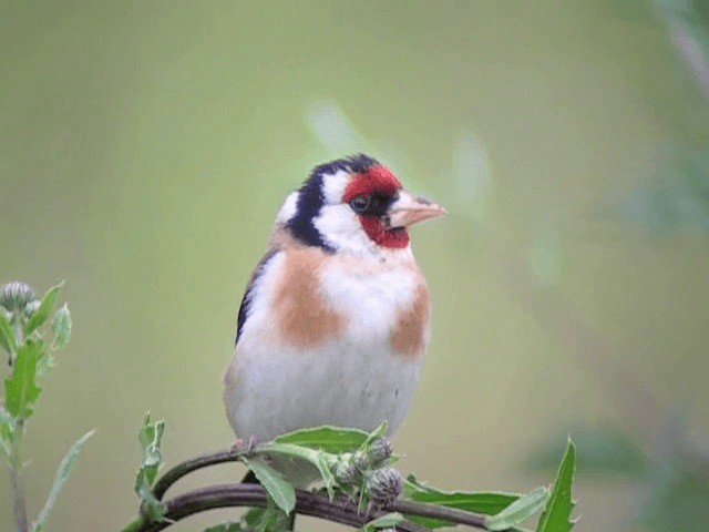 Kardantxiloa [carduelis Taldekoa] - ML201225391