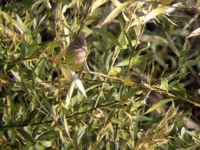 Ortolan Bunting - ML201225451