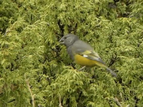 White-winged Grosbeak - ML201225651