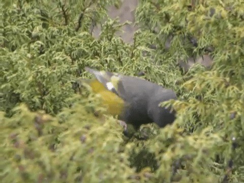 White-winged Grosbeak - ML201225661