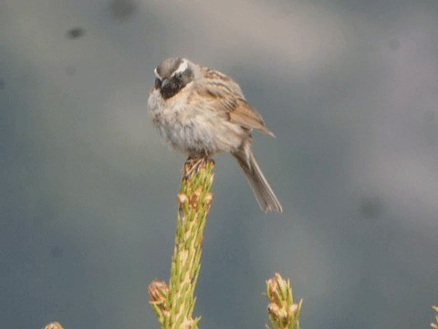 Black-throated Accentor - ML201225681