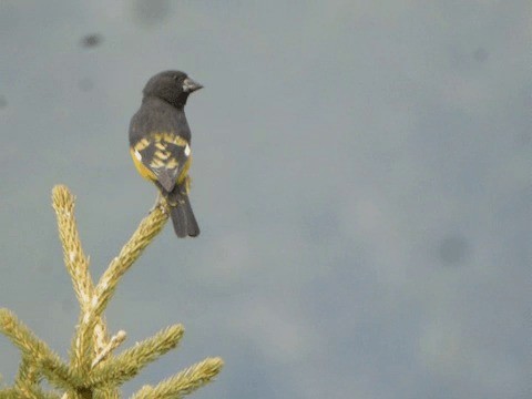 White-winged Grosbeak - ML201225691
