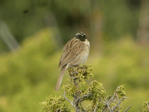 Black-throated Accentor - ML201225701