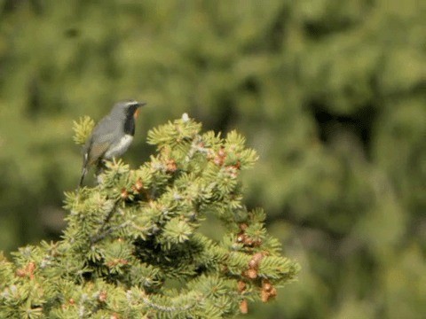 Himalayan Rubythroat - ML201225711