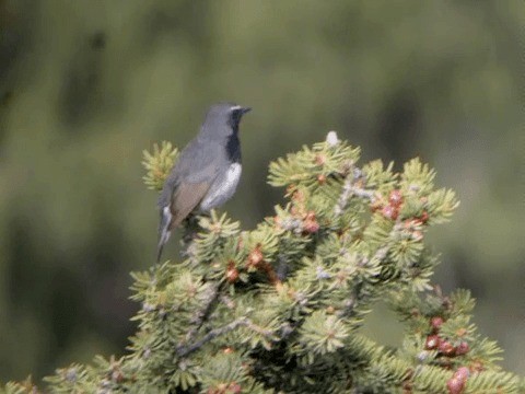 Himalayan Rubythroat - ML201225721