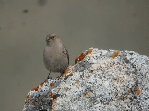 Plain Mountain Finch - ML201225731