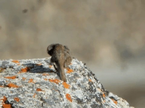 Шарга хайруулдай - ML201225751