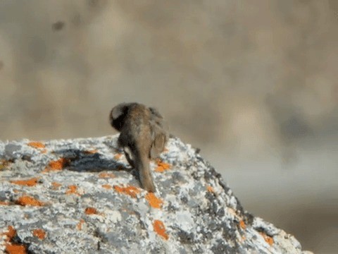 Brown Accentor - ML201225751