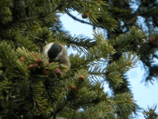 Willow Tit (Songar) - ML201225821