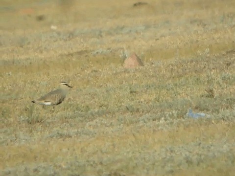 Sociable Lapwing - ML201225831