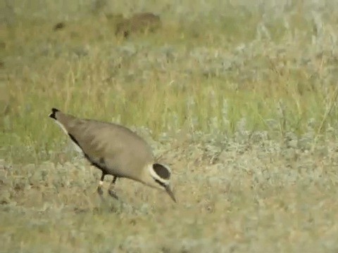 Sociable Lapwing - ML201225841