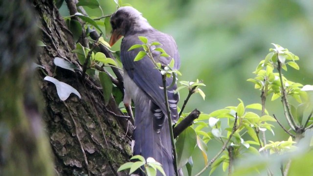 Red-billed Blue-Magpie - ML201226201