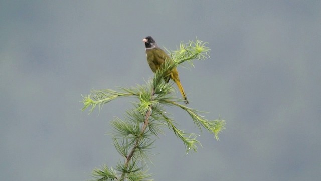 Collared Finchbill - ML201226241