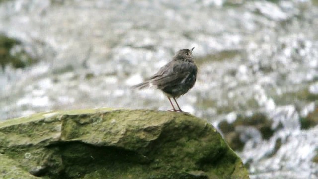 Plumbeous Redstart - ML201226251