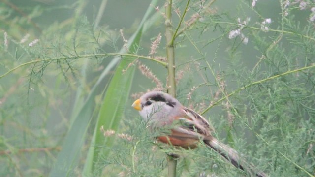 カオジロダルマエナガ（heudei） - ML201226441