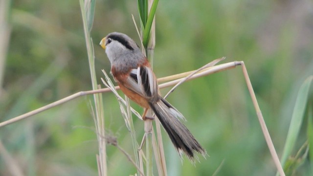 Jangtsepapageimeise (heudei) - ML201226451