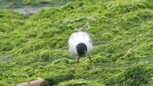 Saunders's Gull - ML201226511