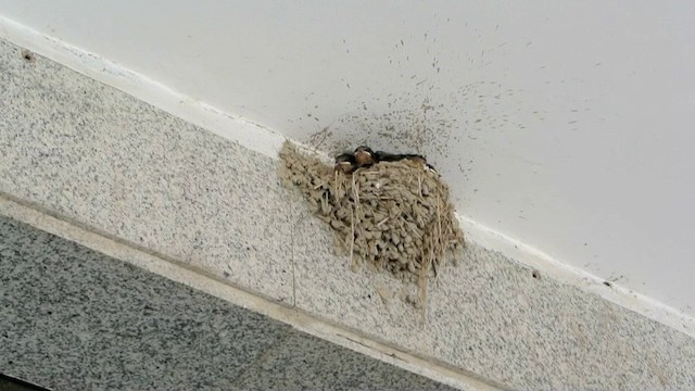Barn Swallow (Buff-bellied) - ML201226561