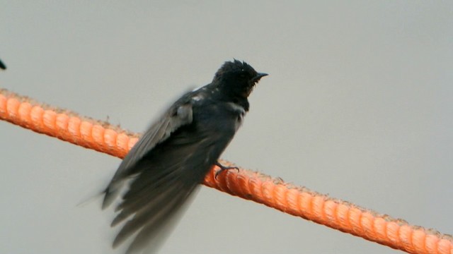 Barn Swallow (Buff-bellied) - ML201226631