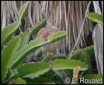 Eurasian Kestrel (Eurasian) - ML201226761