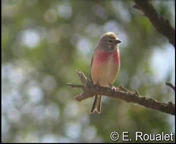 Eurasian Linnet - ML201226771