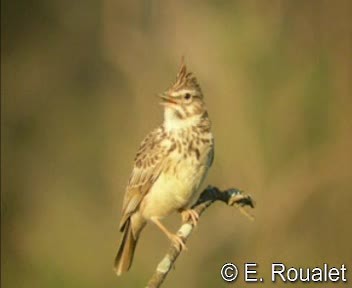 Crested Lark (Crested) - ML201226801