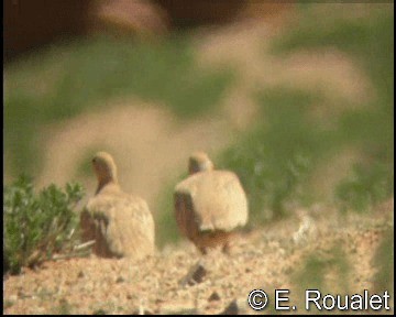 Crowned Sandgrouse - ML201226811