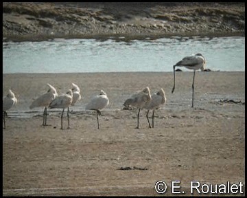 Eurasian Spoonbill - ML201226841