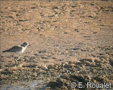 Black-bellied Plover - ML201226861