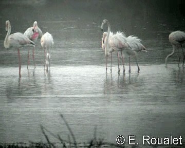 Greater Flamingo - ML201226881