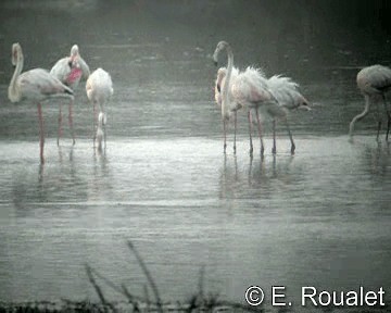 Flamant rose - ML201226881