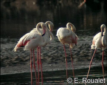 Greater Flamingo - ML201226891