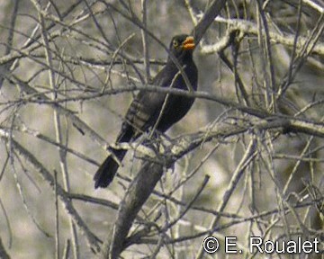 Eurasian Blackbird - ML201226921