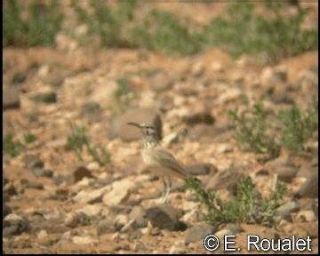 Greater Hoopoe-Lark (Mainland) - ML201226931