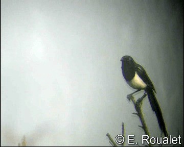Maghreb Magpie - ML201226941