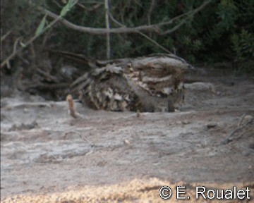 Red-necked Nightjar - ML201226961