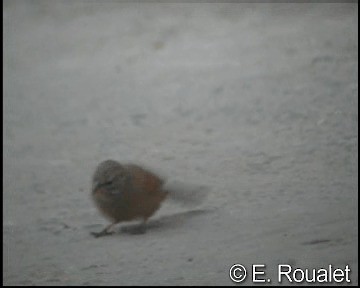 House Bunting - ML201226971