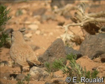 Temminck's Lark - ML201227031