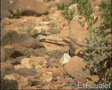 Temminck's Lark - ML201227051