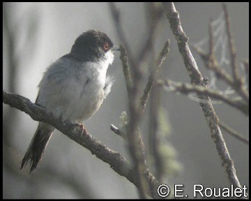 Fauvette mélanocéphale - ML201227091