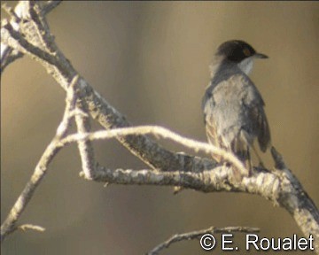 Sardinian Warbler - ML201227101