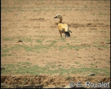 Ruddy Shelduck - ML201227111